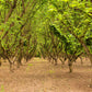 5 AMERICAN HAZELNUT TREE aka Filbert Corylus Americana Fruit Nut Seeds
