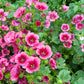 10 VULCAN MALOPE Trifida / Mallowwort / Mallow Flower Seeds
