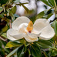 10 SOUTHERN MAGNOLIA TREE 12" White Flowers Native Grandiflora Bull Bay Seeds