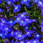 200 Electric Blue & White HALF MOON LOBELIA Erinus Flower Seeds