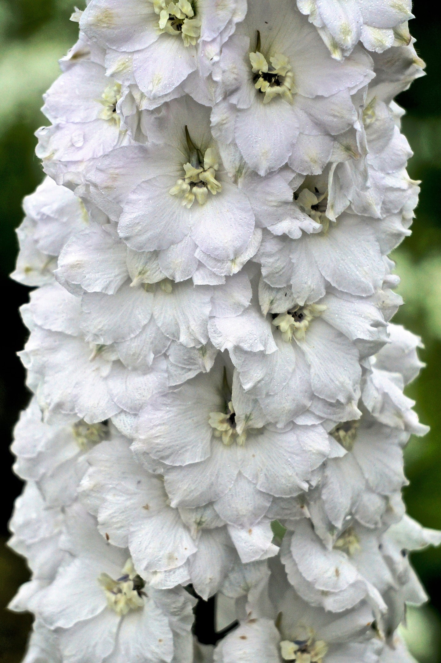 150 WHITE KING LARKSPUR Delphinium Consolida Giant Imperial Flower Seeds