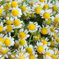1000 GERMAN CHAMOMILE Matricaria Recutita Chamomilla Herb Flower Seeds
