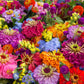 250 ZIN MASTER ZINNIA Mix Elegans Mixed Colors Flower Seeds