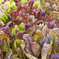 3000 CIMMARON Red ROMAINE LETTUCE Lactuca Sativa Vegetable Seeds