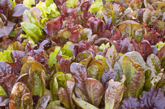 3000 CIMMARON Red ROMAINE LETTUCE Lactuca Sativa Vegetable Seeds