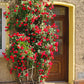 5 RED CLIMBING ROSE Rosa Bush Vine Climber Fragrant Butterfly Flower Seeds