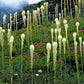 100 BEAR GRASS aka Bear LILY Beargrass Ornamental Xerophyllum Tenax Flower Seeds