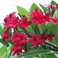 10 MIXED COLORS PLUMERIA Seeds - Lei Flower Frangipani Mix Fragrant Shrub Small Tree Pink Red Yellow White Peach Two Tone