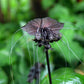 5 BLACK BAT FLOWER ( Cats Whiskers / Devil Flower ) Tacca Chantrieri Flower Seeds