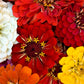 500 Mixed Colors CALIFORNIA GIANT ZINNIA Elegans Flower Seeds
