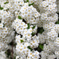 1000 WHITE YARROW Achillea Millefolium Flower Seeds