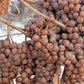 30 WINE GRAPE Vitis Viniferia Domestic Mixed Colors Fruit Vine Seeds