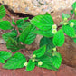 100 AZTEC SWEET HERB aka Honeyherb, Lippia, Mayan Mint, Dulce Buttons. Lippia Dulcis Phyla White Flower Seeds