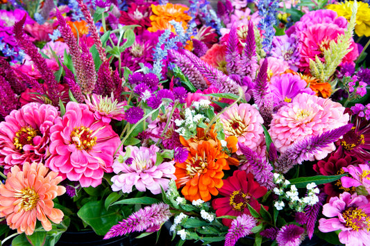 250 ZIN MASTER ZINNIA Mix Elegans Mixed Colors Flower Seeds