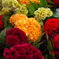 100 CORAL GARDENS Mix CELOSIA Cockscomb Celosia Argentea Cristata Flower Seeds
