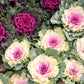 50 MIXED ORNAMENTAL CABBAGE Flowering Cabbage Brassica Oleracea Seeds