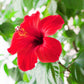 10 Luna RED HARDY HIBISCUS Hibiscus Moscheutos Balhibred Flower Seeds