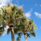 10 Hardy SABAL PALM TREE Cabbage Palmetto Flower Seeds