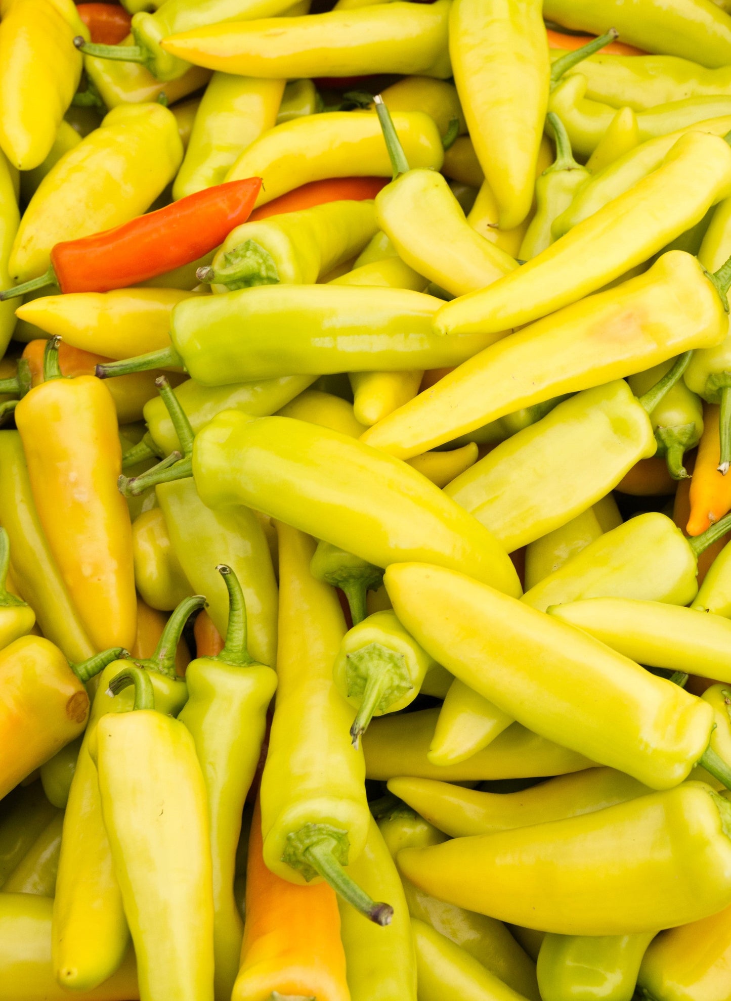 300 HUNGARIAN HOT Wax PEPPER (Hot Banana Pepper) Capsicum Annuum Vegetable Seeds