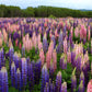75 Mixed Colors RUSSELL LUPINE (Streamside, Bigleaf, Garden, or Washington Lupine) Lupinus Polyphyllus Flower Seeds