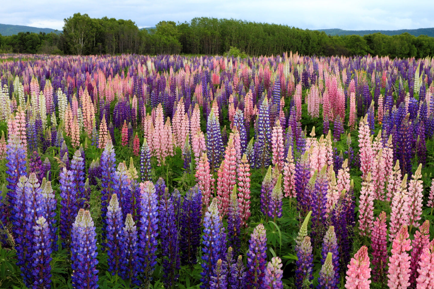 75 Mixed Colors RUSSELL LUPINE (Streamside, Bigleaf, Garden, or Washington Lupine) Lupinus Polyphyllus Flower Seeds