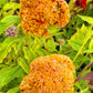 100 CORAL GARDENS Mix CELOSIA Cockscomb Celosia Argentea Cristata Flower Seeds
