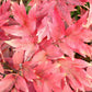 10 TREE PEONY Mountain Paeony Paeonia Suffruticosa Arborea Mixed Colors Red Pink White Purple Yellow Bicolor Flower Shrub Seeds