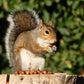 5 AMERICAN HAZELNUT TREE aka Filbert Corylus Americana Fruit Nut Seeds