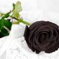 5 BLACK ROSE Rosa Bush Shrub Perennial Flower Seeds