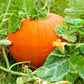 50 JACK O LANTERN PUMPKIN Cucurbita Maxima Vegetable Seeds
