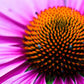 1000 PURPLE CONEFLOWER Echinacea Purpurea Heirloom Flower Herb Seeds