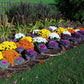 50 MIXED ORNAMENTAL CABBAGE Flowering Cabbage Brassica Oleracea Seeds
