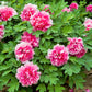 10 TREE PEONY Mountain Paeony Paeonia Suffruticosa Arborea Mixed Colors Red Pink White Purple Yellow Bicolor Flower Shrub Seeds
