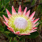 5 Giant KING PROTEA Cynaroides Sugarbush Rare 12" Flower Seeds
