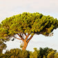 5 Pine Nut ITALIAN STONE PINE Pinus Pinea Umbrella Tree Seeds