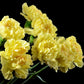50 YELLOW CARNATION Dianthus Caryophyllus Grenadin Double Flower Seeds