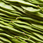50 ROMA Italian GREEN BEAN Phaseolus Vulgaris Vegetable Seeds
