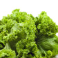 3000 Southern GIANT CURLED MUSTARD Ostrich Plume Brassica Juncea Vegetable Herb Seeds