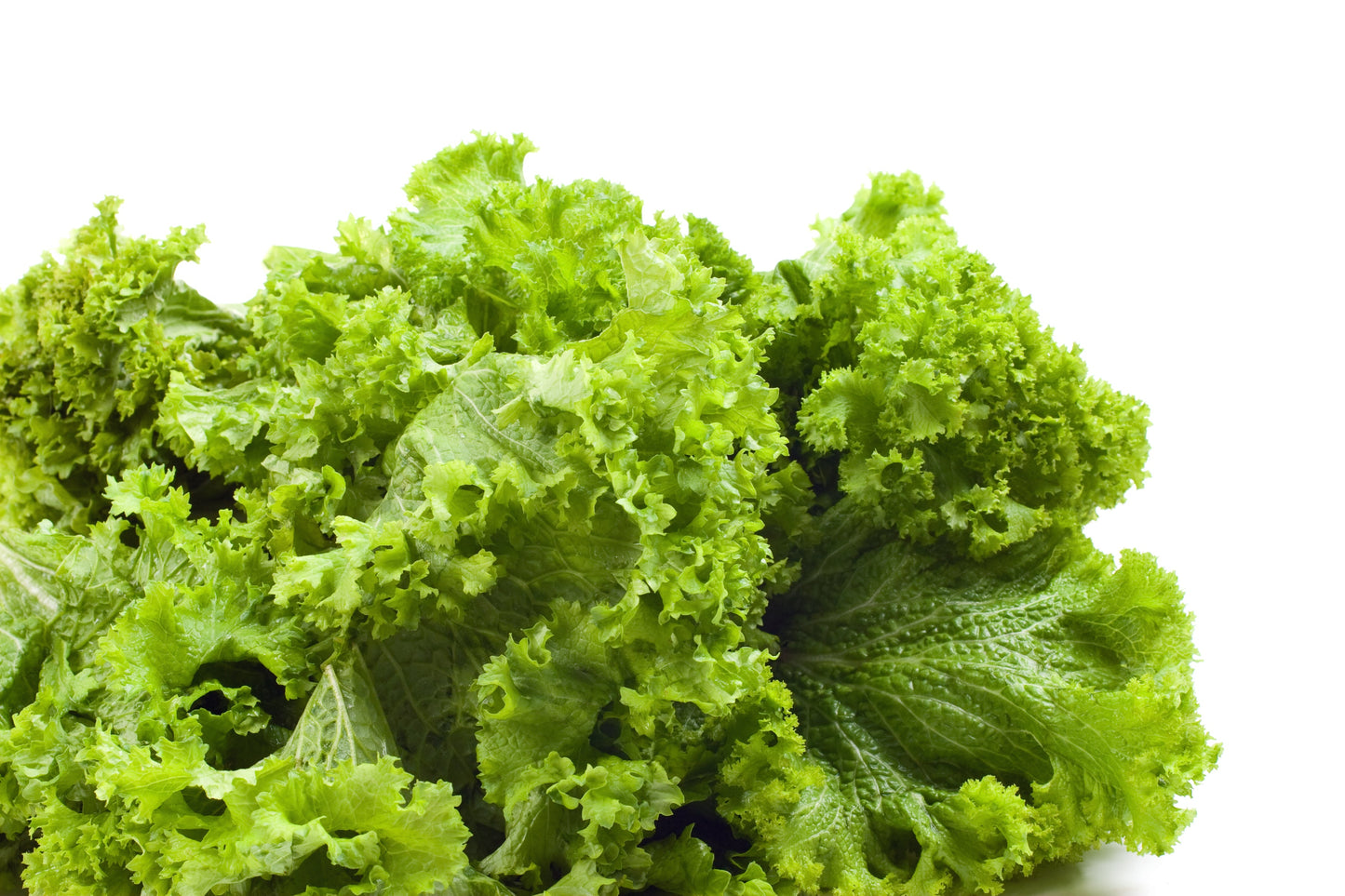 3000 Southern GIANT CURLED MUSTARD Ostrich Plume Brassica Juncea Vegetable Herb Seeds