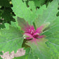 100 GIANT GOOSEFOOT Chenopodium Giganteum Purple Magenta Spreen Vegetable Seeds
