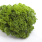 1500 TRIPLE CURLED PARSLEY Petroselinum Hortensis Herb Vegetable Seeds