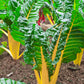 40 YELLOW CANARY SWISS CHARD Beta Vulgaris Perpetual Spinach Vegetable Seeds