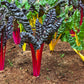 150 Mixed Colors NORTHERN LIGHTS  SWISS CHARD (Perpetual Spinach) Beta Vulgaris Cicla Vegetable Seeds