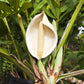 5 Organic SPLIT LEAF PHILODENDRON Monstera Deliciosa Swiss Cheese Plant Vine Seeds