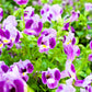 10 KAUAI MIX TORENIA Fournieri Sun or Shade Wishbone Flower Seeds - Mixed Colors 2 Tone Blue Red Pink