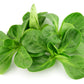 500 Dutch CORN SALAD Lambs Lettuce Valerianella Locusta Herb Vegetable Seeds