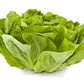 3000 WHITE BOSTON LETTUCE 12" Green Butterhead Lactuca Sativa Vegetable Seeds