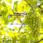 30 WINE GRAPE Vitis Viniferia Domestic Mixed Colors Fruit Vine Seeds