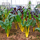 40 YELLOW CANARY SWISS CHARD Beta Vulgaris Perpetual Spinach Vegetable Seeds