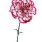 50 Avranchin RED & WHITE CARNATION Dianthus Caryophyllus Chabaud Flower Seeds